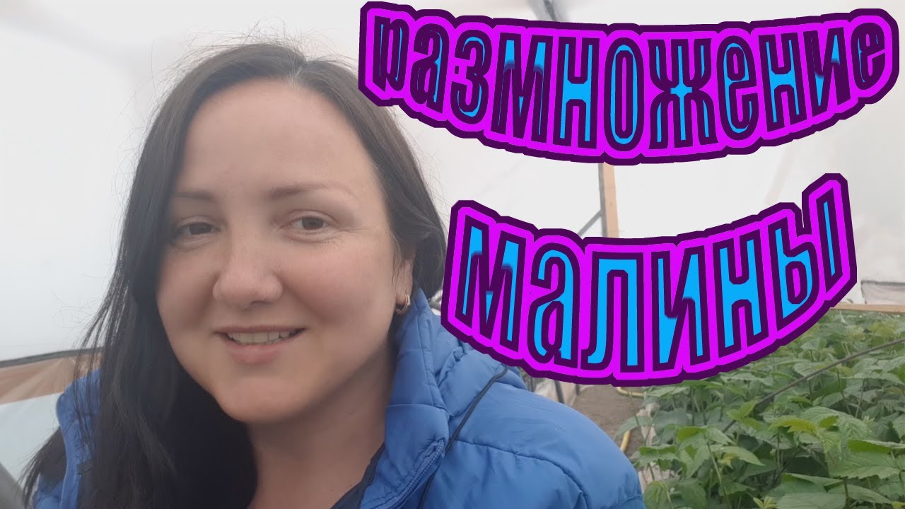 Промежуточный результат укоренения крапивки малины