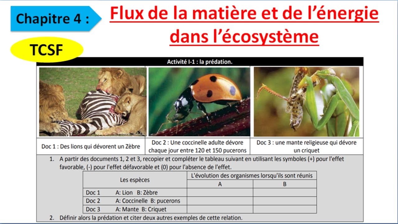 flux de la matière et de l'énergie dans l'écosystème : les relations trophiques (شرح بالداريجة)