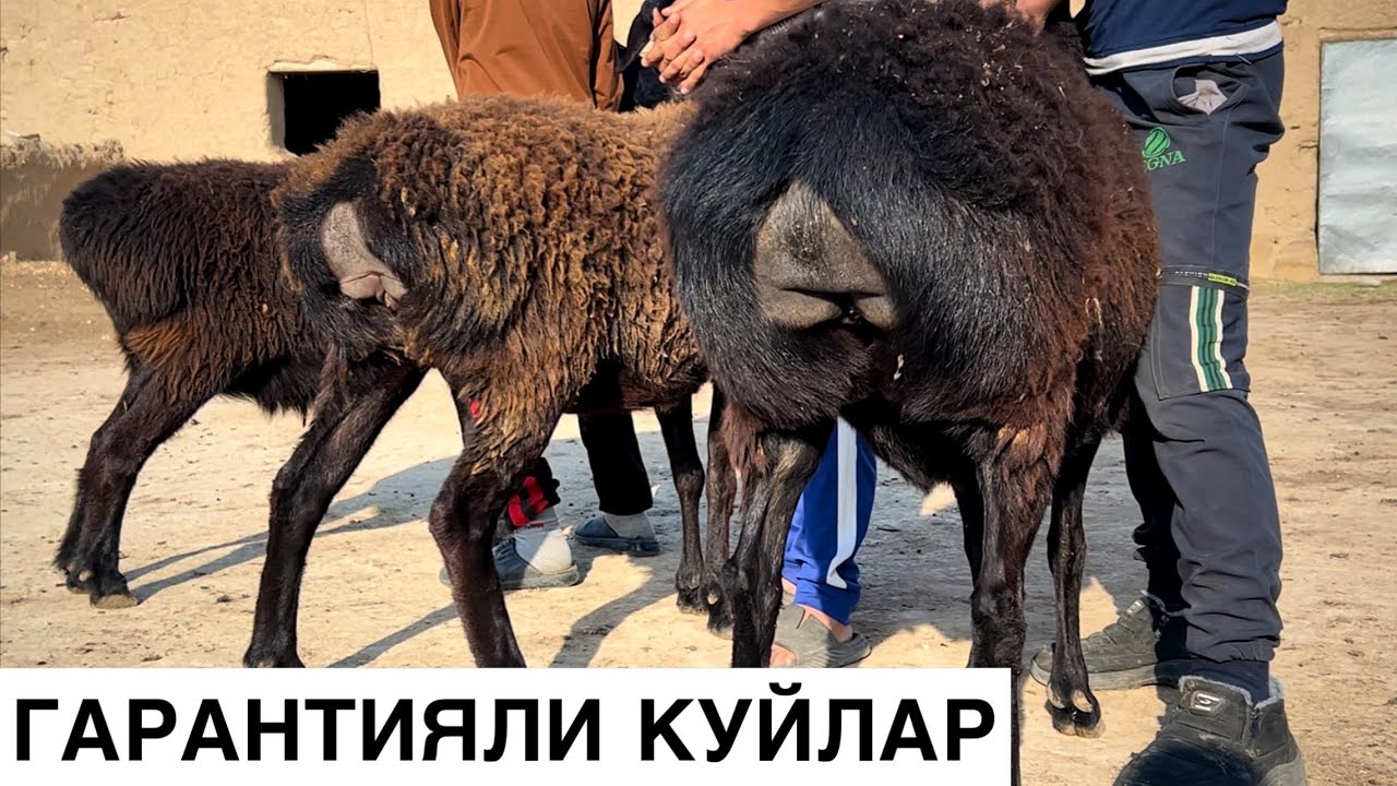 Тозалари Келди! ☎️+998 337473382