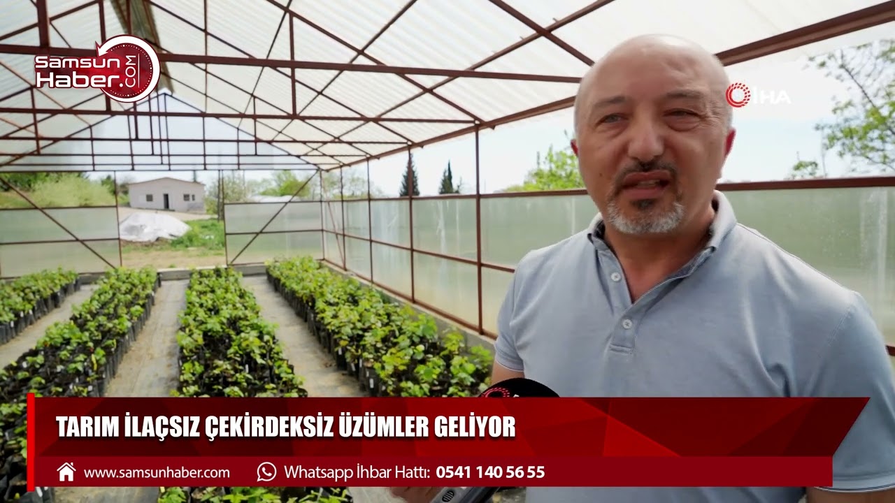 İlaçsız ve çekirdeksiz üzümler geliyor