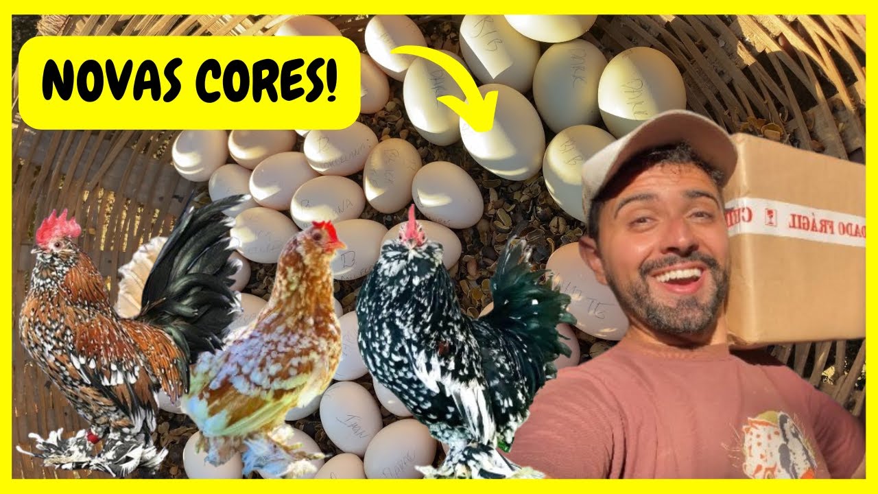 Chegou Muitos Ovos de Galinhas Ornamentais e Vamos Colocar para Chocar | Gutejando