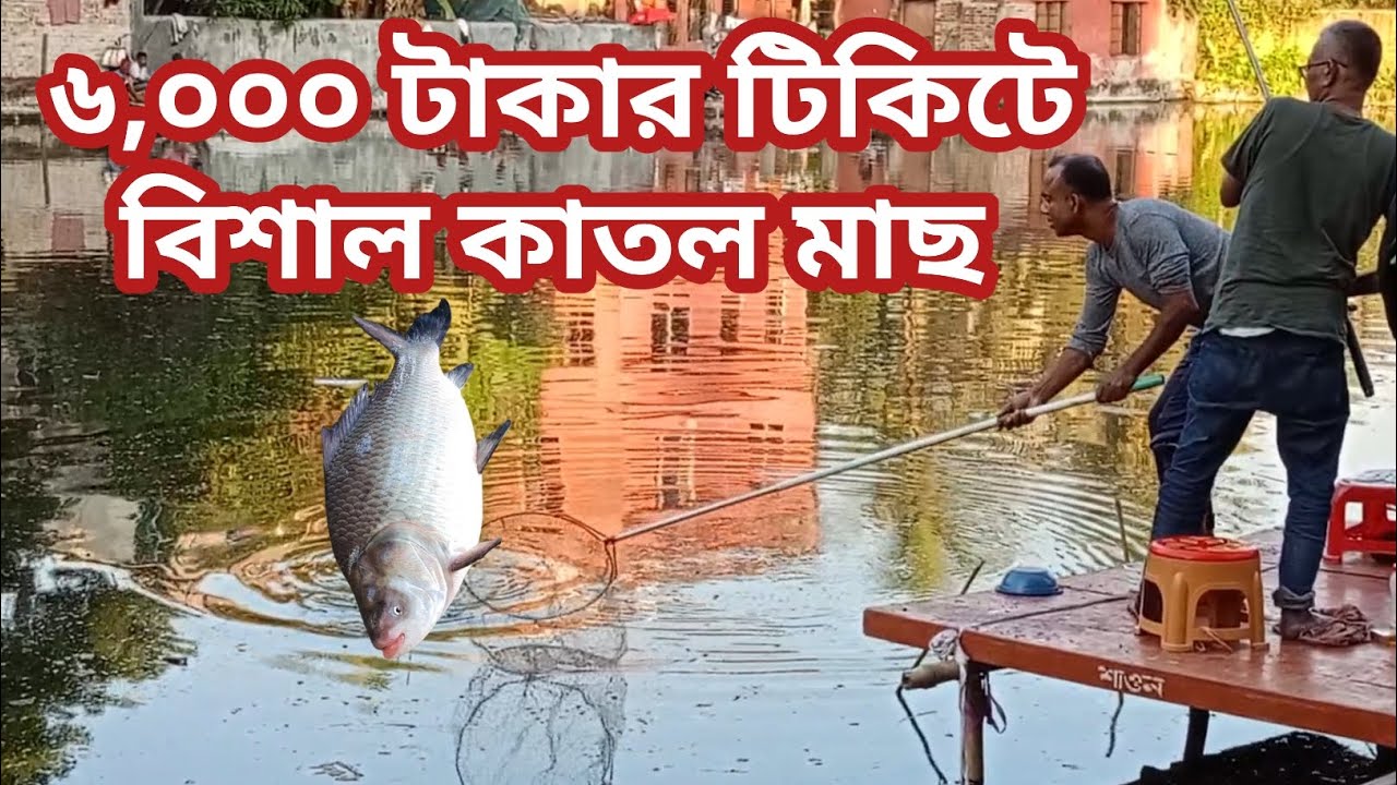 ৬০০০ টাকার টিকিটে বিশাল সাইজের কাতল ধরা পড়ল || মাথানষ্ট করা মাছের সাইজ || #hook_fishing #মাছ_ধরা