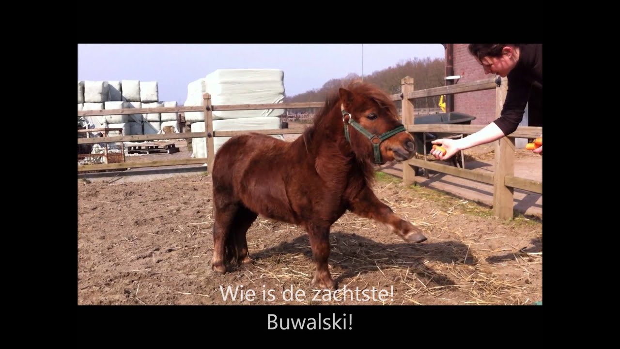 Het Paardrijk - Buwalski the movie