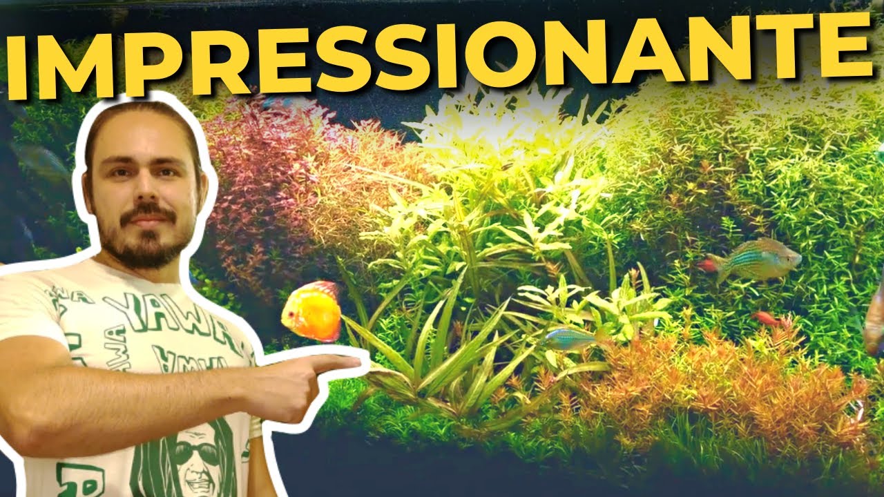 🔴O IMPRESSIONANTE AQU&Aacute;RIO HOLAND&Ecirc;S DO INSCRITO ALISSON ( AQU&Aacute;RIO PLANTADO )  |Mr. Betta|