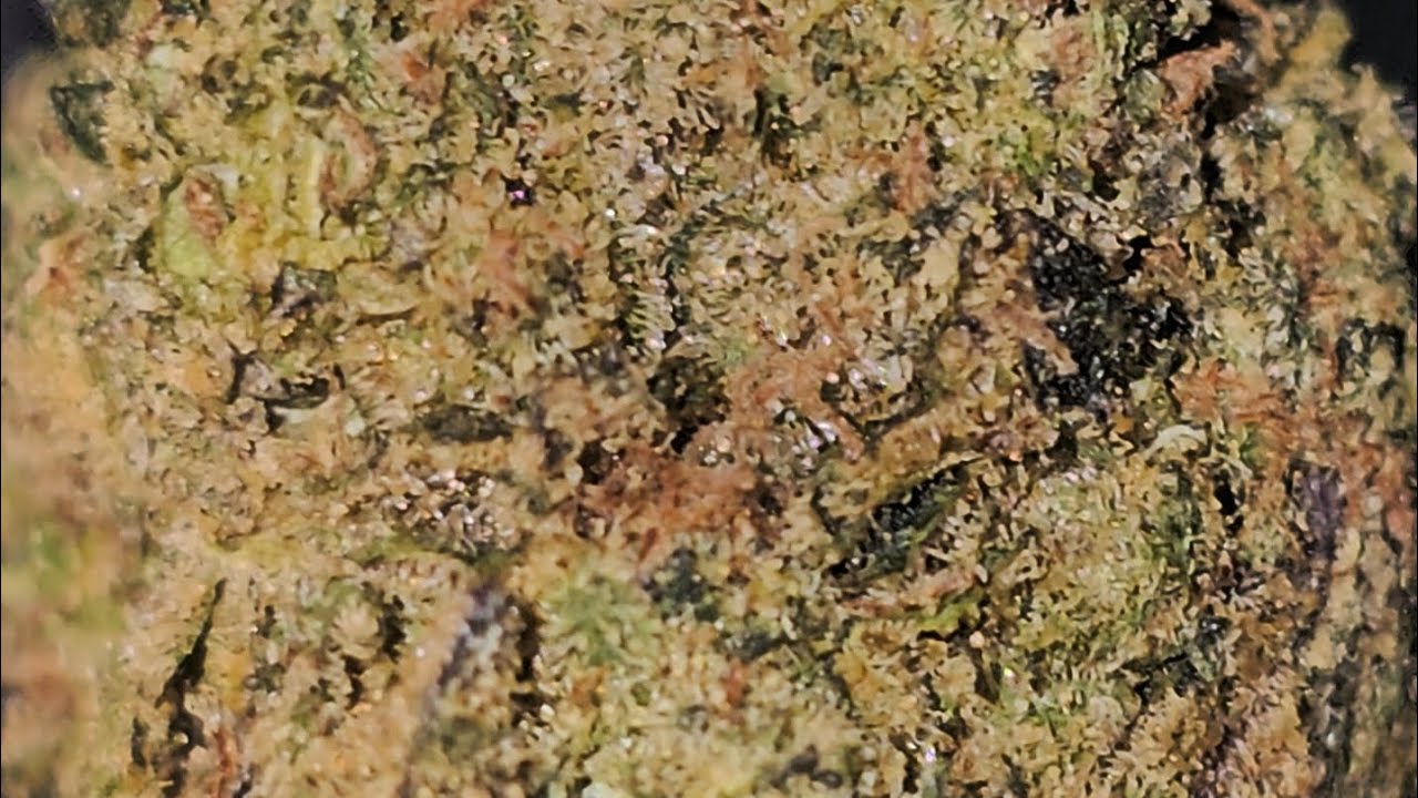 UK Medical Cannabis - Dalgety HSOR T25 - (Biscotti x Jet Fuel Gelato) Review 