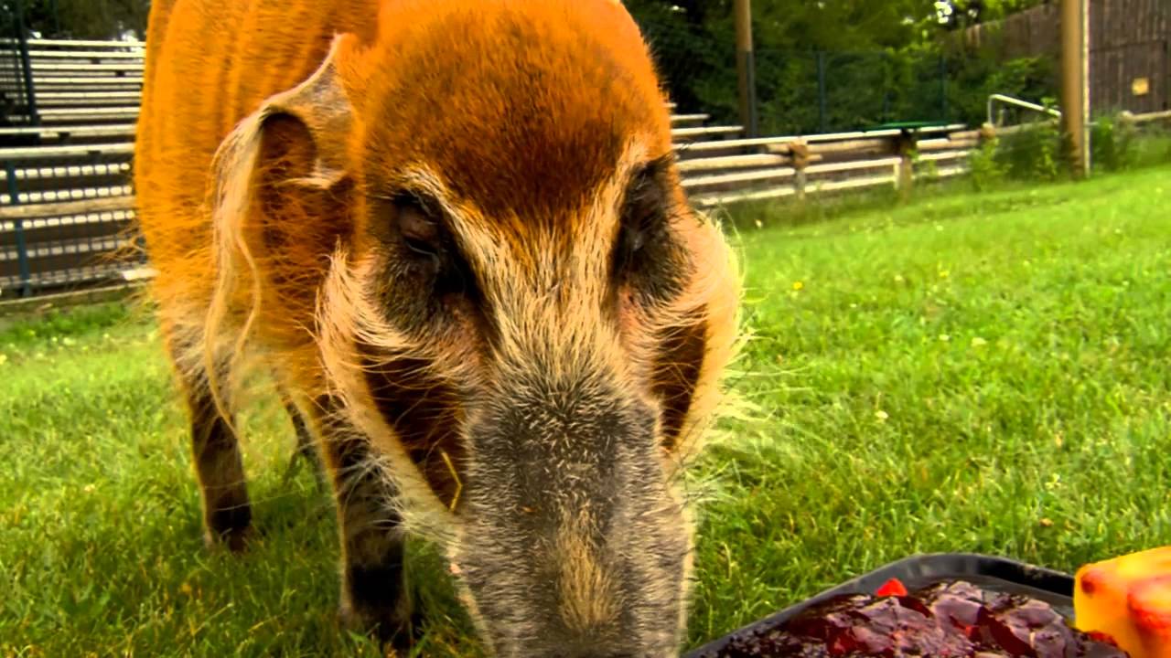 Red River Hog Pigs Out on Birthday Treat - Cincinnati Zoo