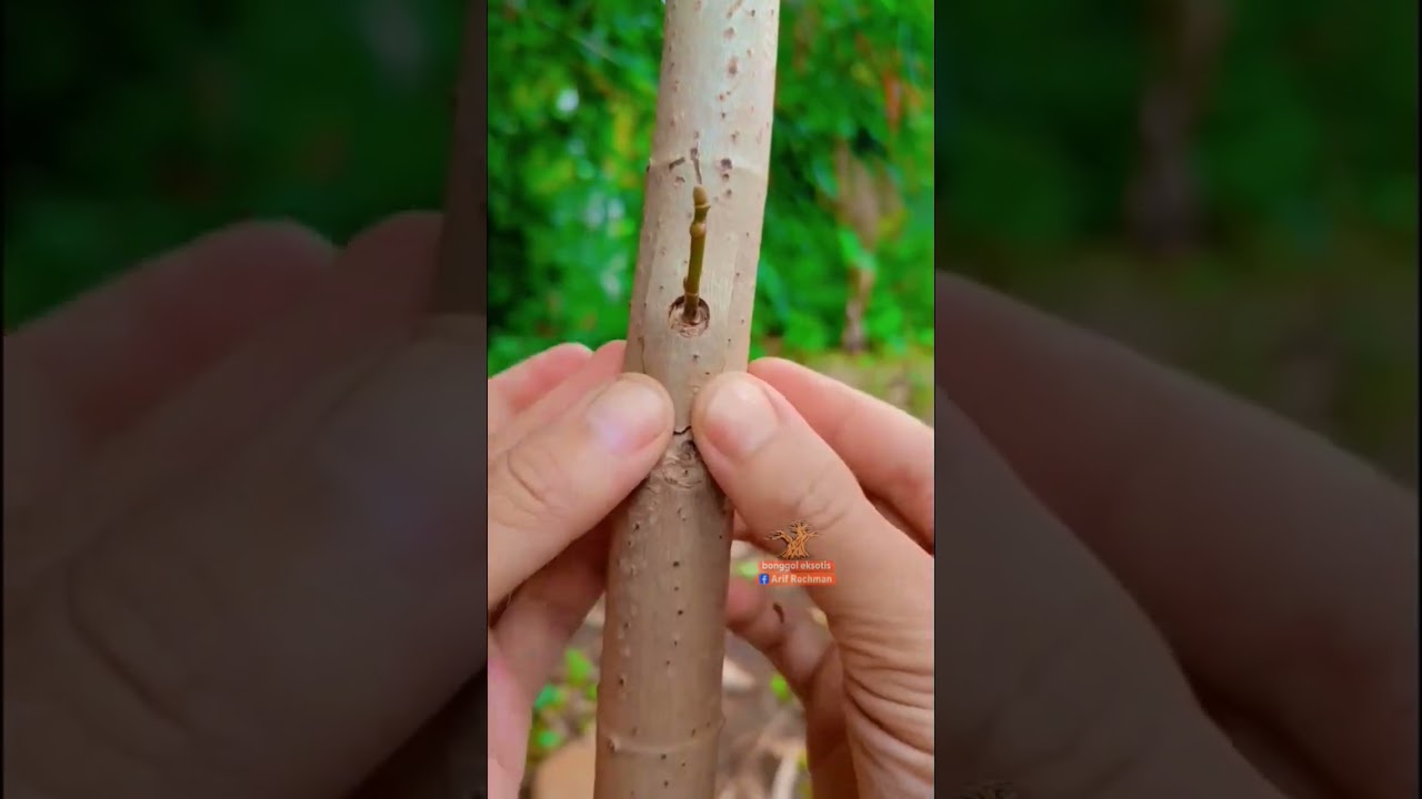 learning grafting techniques 🌱🌳🌏 