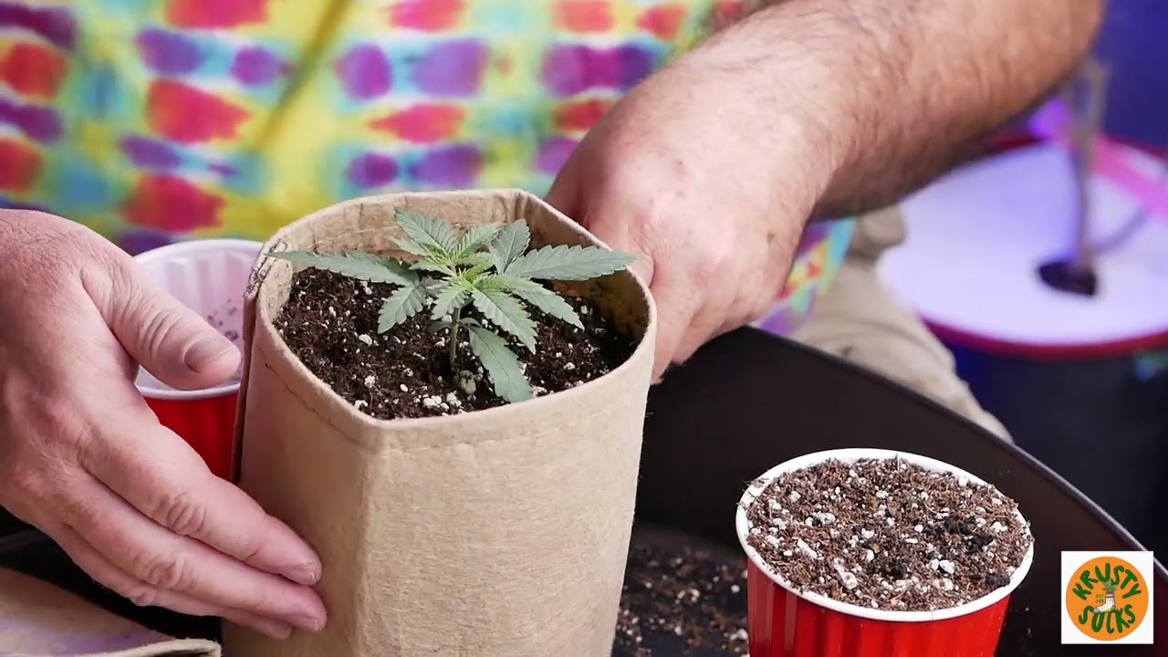 Transplanting from solo cup into fabric grow bags for Grow Strong Grow-Off #gsigrowoff