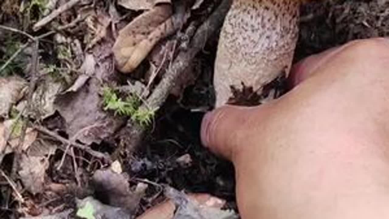 吃不吃无所谓，就是喜欢捡菌子的那种感觉，你不来体验一下捡菌子的快乐吗？@《山野村夫》潘哥