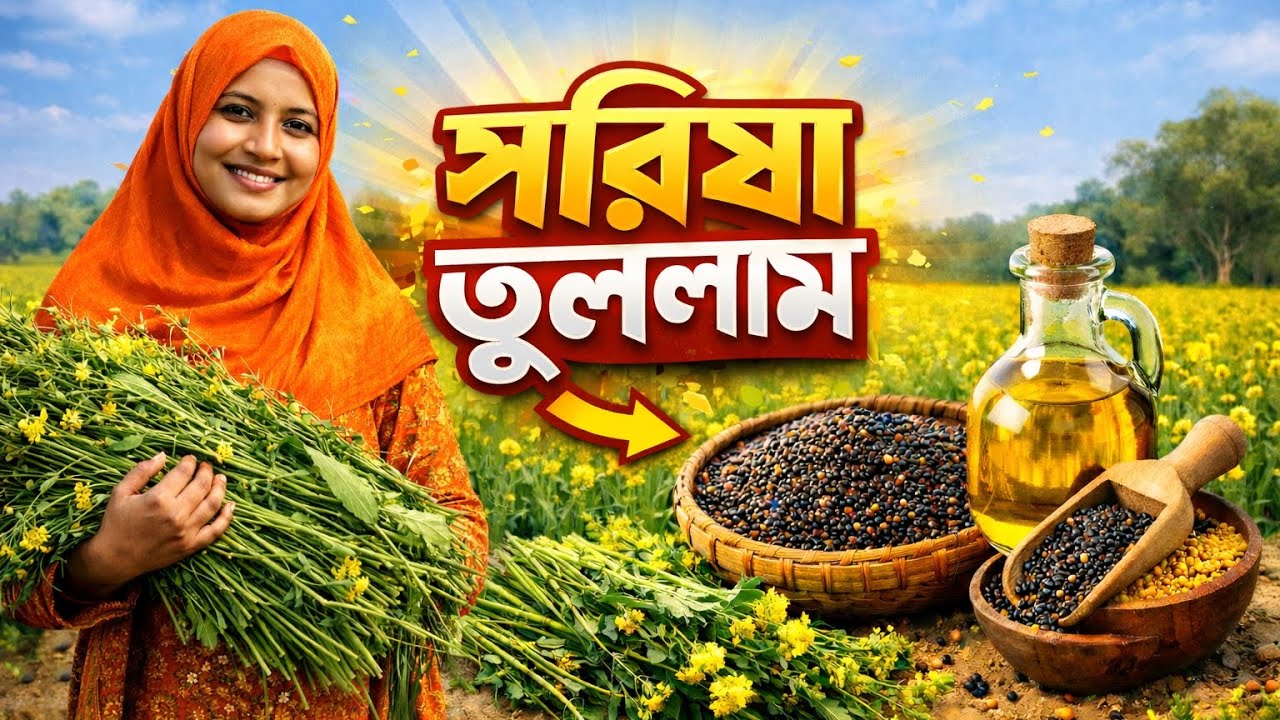 🌾 আজ আমাদের জমি থেকে সরিষা তুললাম!@sabjibari 