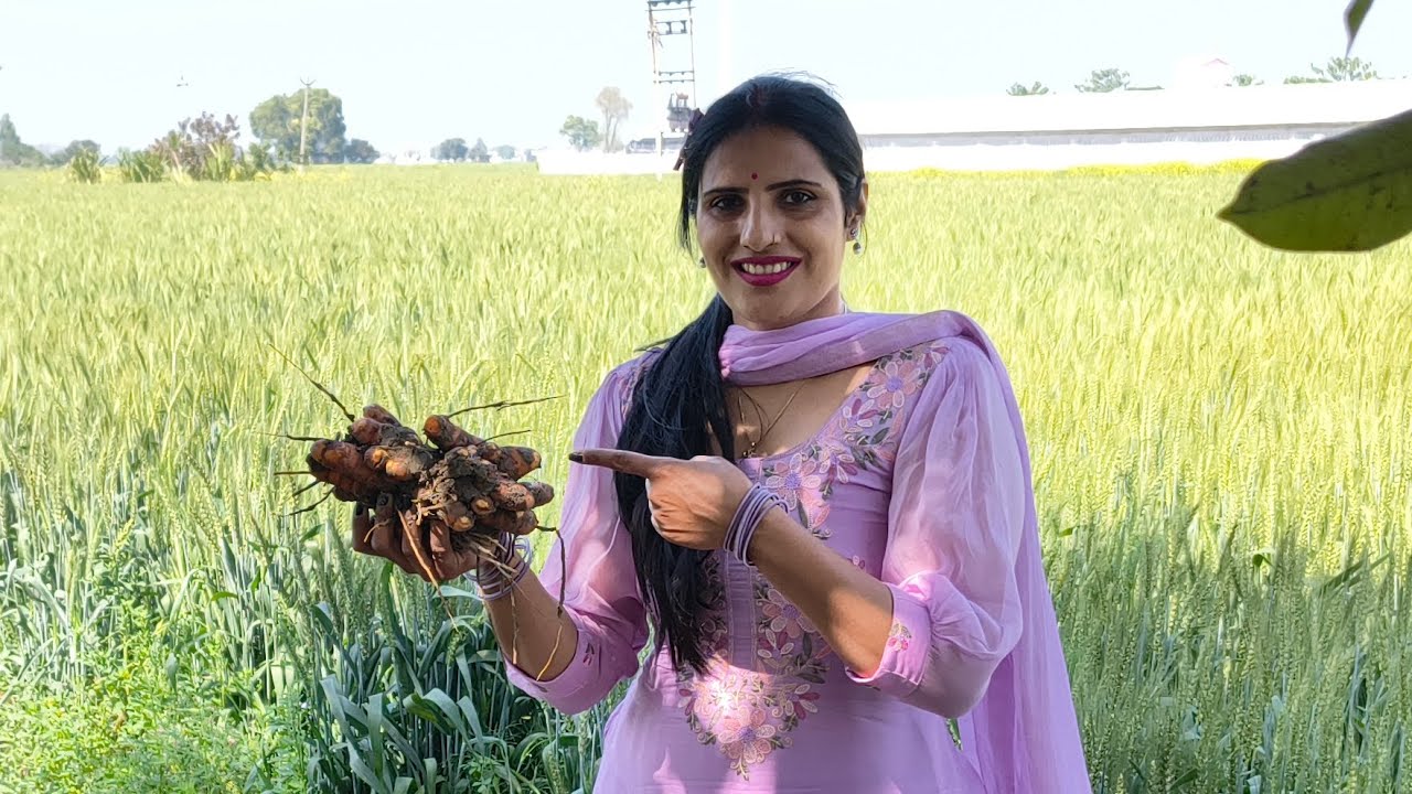 Aaj hm gye khet me or hmne fadi haldi 🫚.