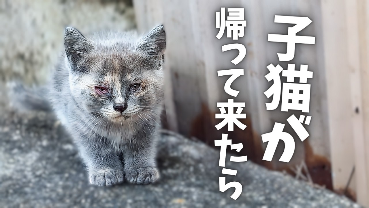 失踪7日目...帰ってきた子猫の変わり果てた姿