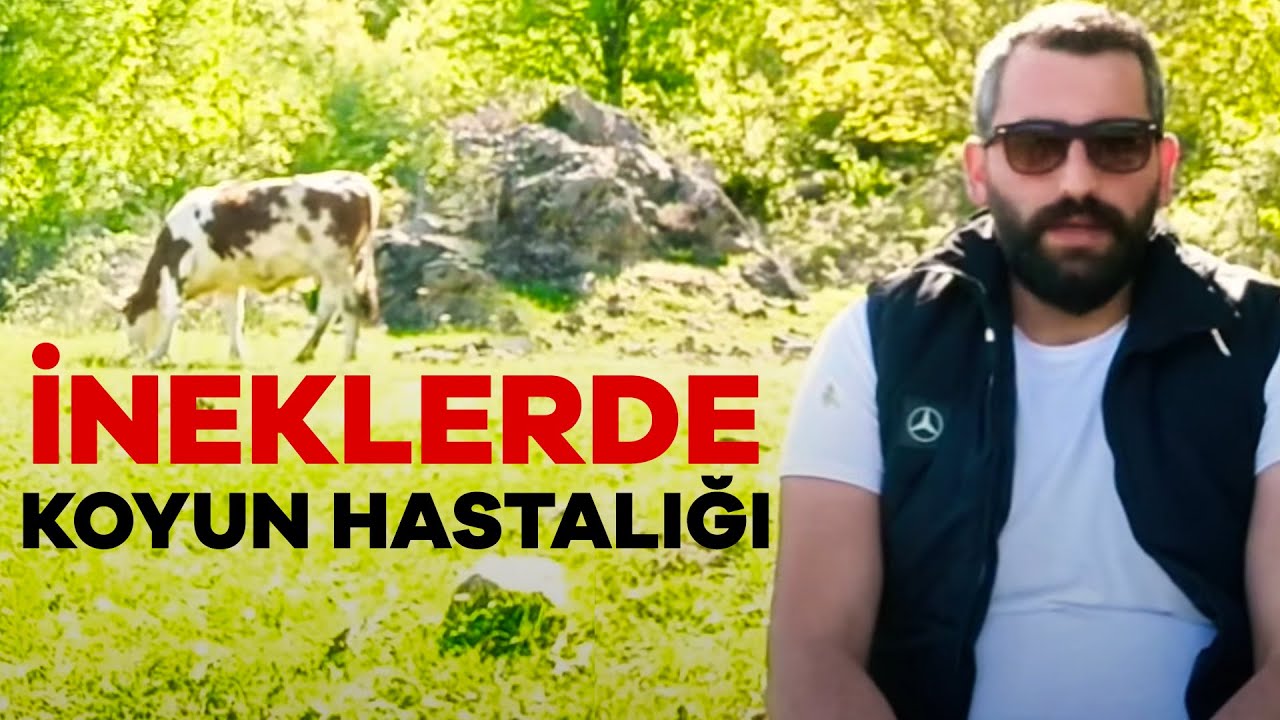 Meradaki bu hastalığa dikkat : KORİZA! - İneklerde Koyun Hastalığı -  Genç İletişimci Can Meşe
