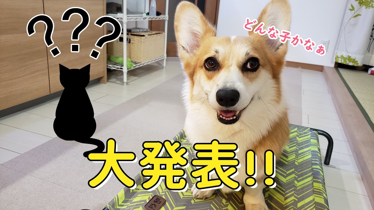 この子が新しい仲間です！どうぞよろしくお願いします！名前も決まった♪