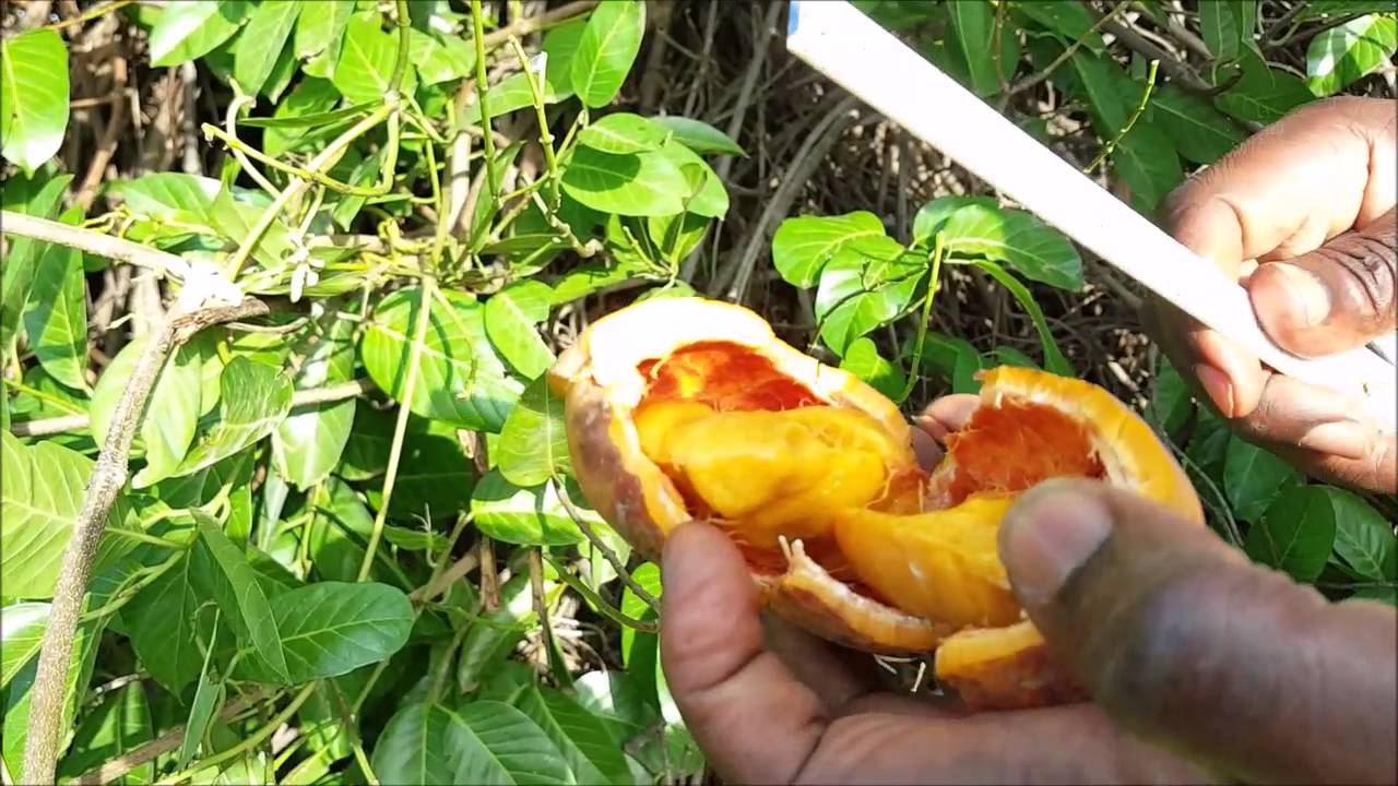 ASMA Saba senegalensis AS 19