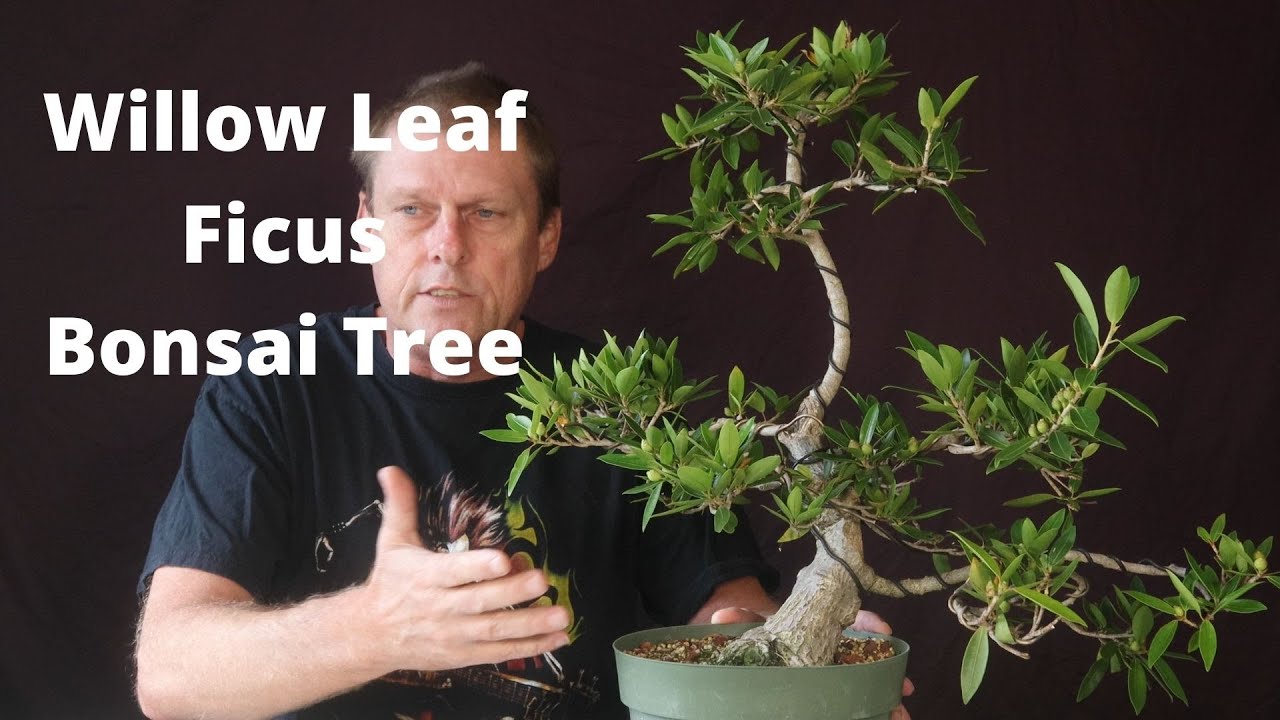 Willow leaf ficus  Ficus Salicifolia, salicaria or sometimes called nerifolia.