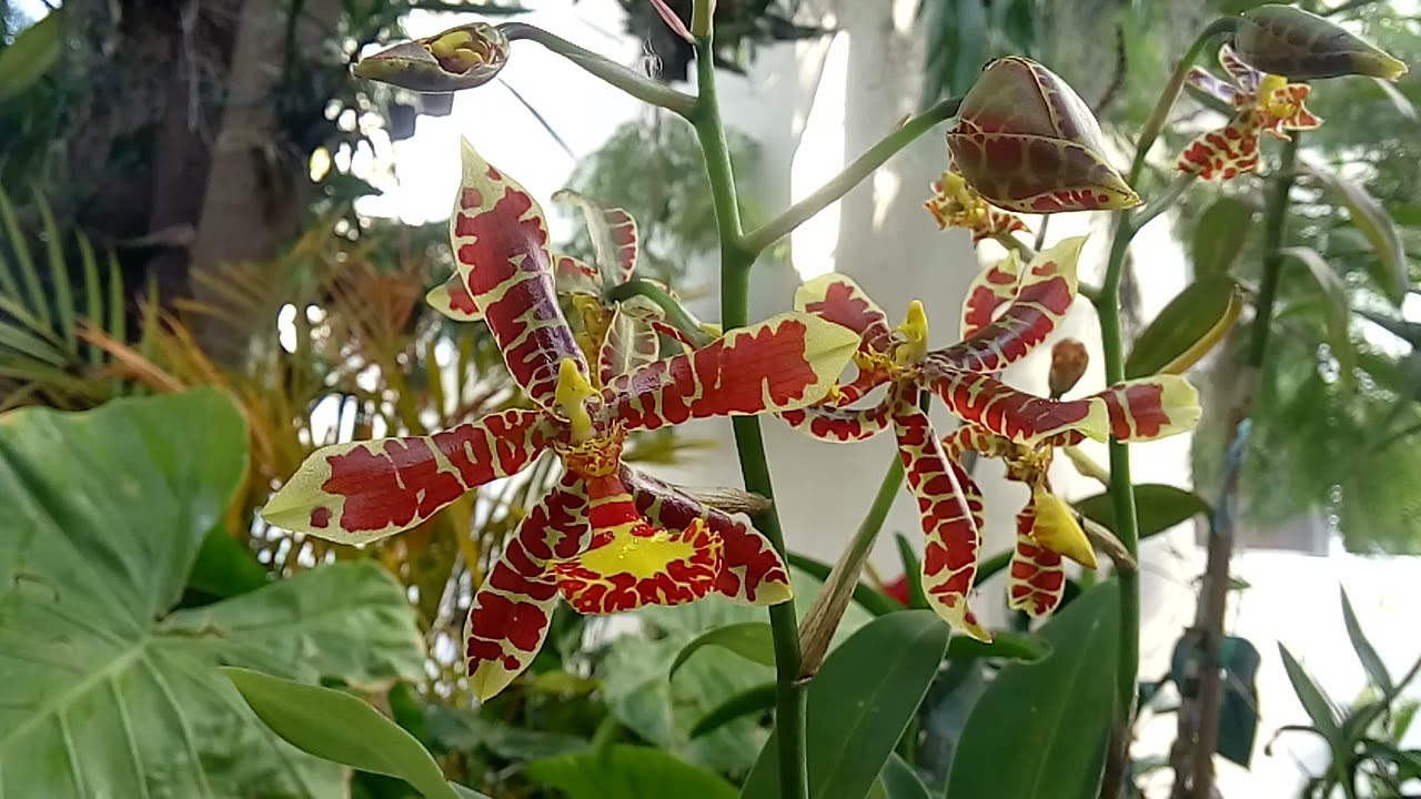 Rossioglossum insleayi. Grabado 30 nov 2021