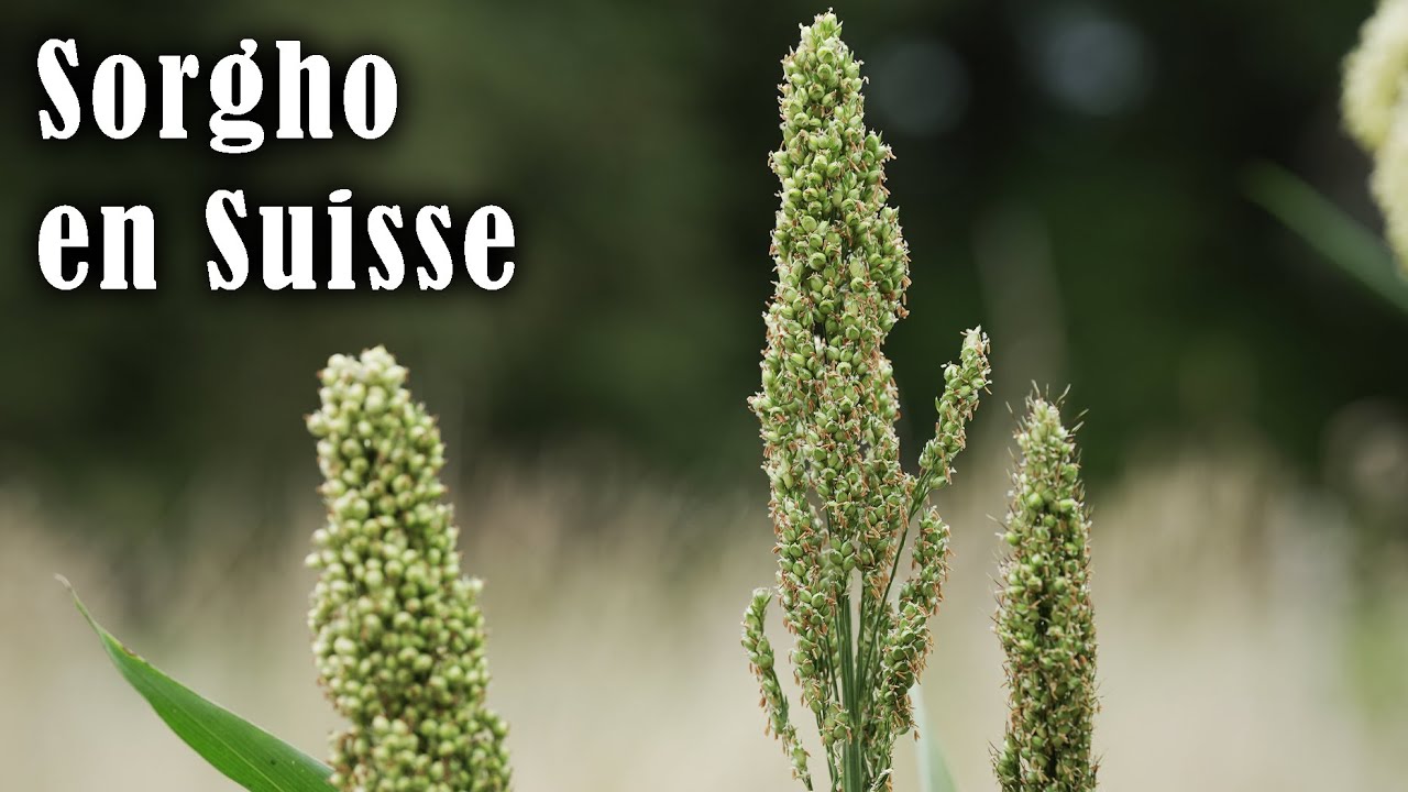 Sorgho : la plante du sec