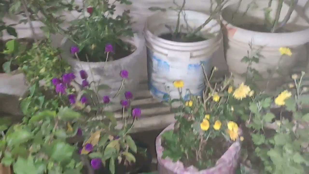 #terracegardenindia #gardeningplants #ihavethisthingwithplants #