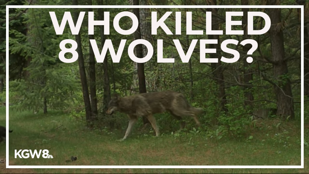 Oregon officials ask public to help find killers of 8 wolves