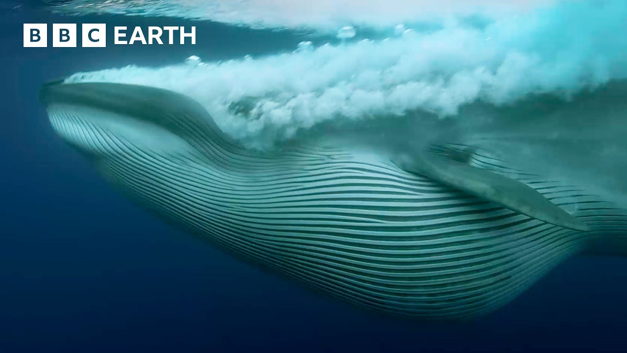 Nature's Most Stunning Moments - Narrated by David Attenborough | BBC Earth