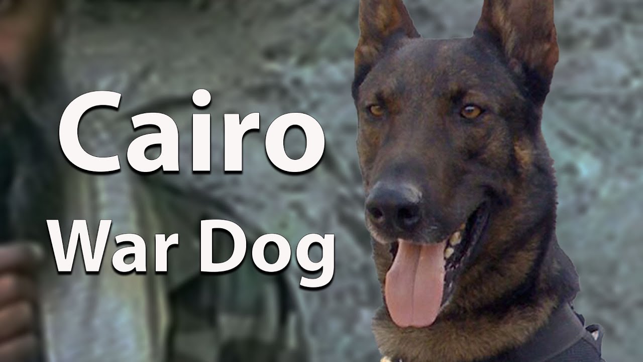 Cairo- MWD on the Pakistan Raid