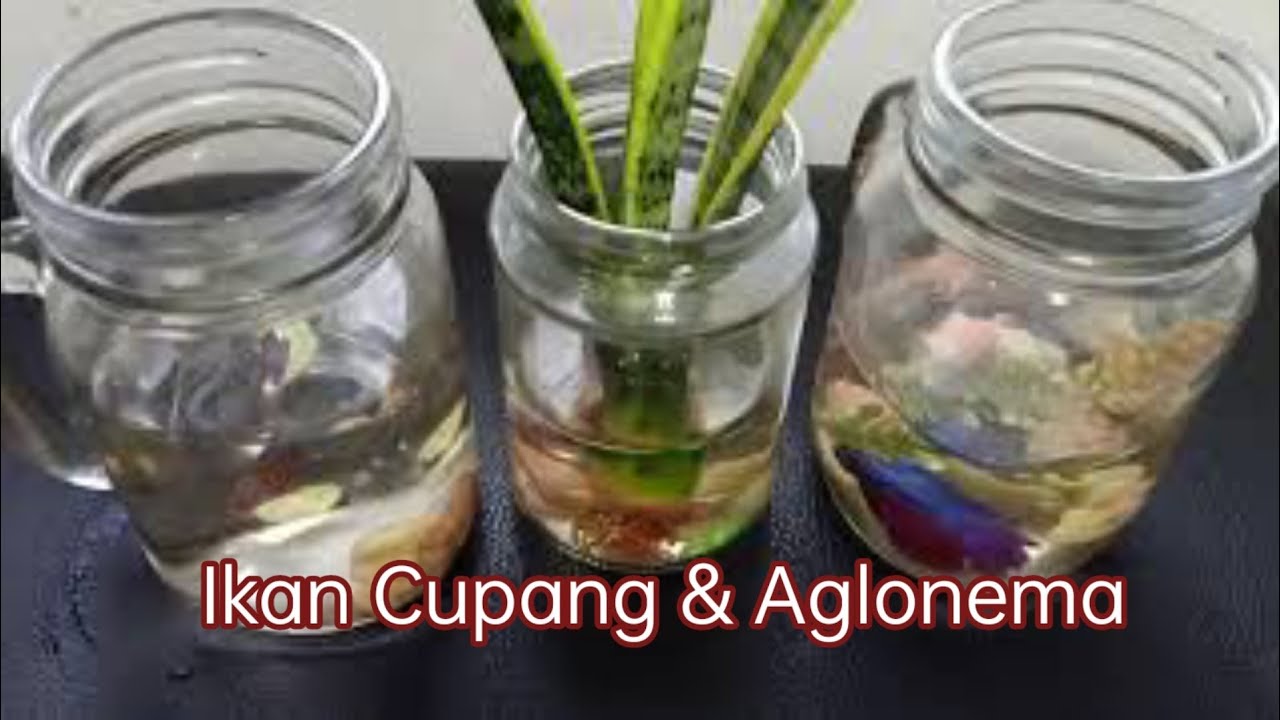 Pelihara Ikan Cupang dan Tanaman Aglonema Sekaligus,  Cara Untuk Relaksasi dan Jauh dari Stress