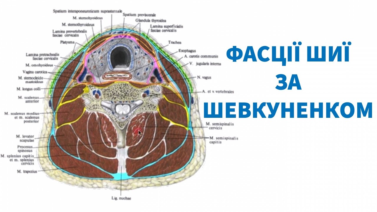 Фасції шиї за Шевкуненком