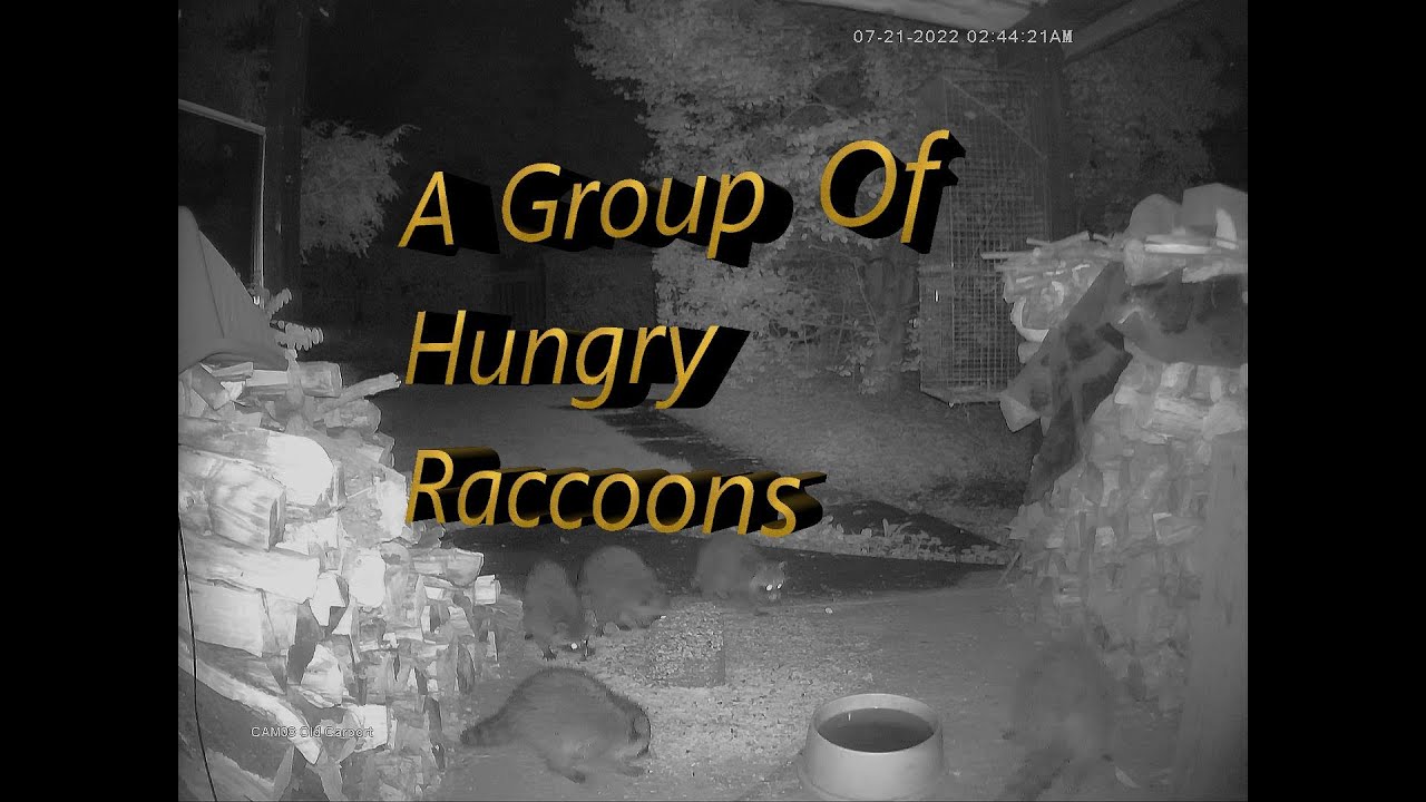 Possums Meal Interrupted By A Group of Raccoons