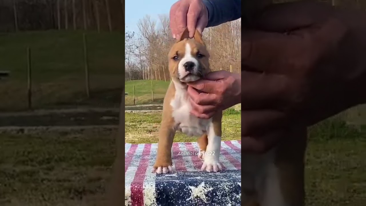 Amstaff ✨🐕 