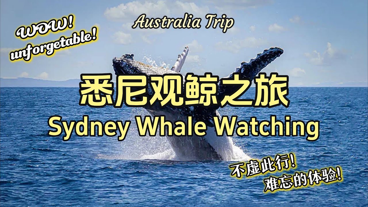 悉尼半天观鲸之旅: 成功追到座头鲸! 超满足! | 冬季澳洲行 | A half-day Sydney Whale Watching Adventure | Australia Winter Trip
