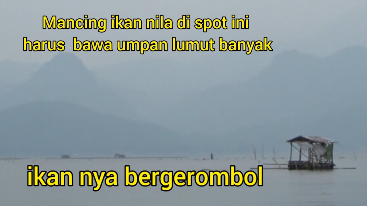 MANCING JATILUHUR TERBARU 🔴 IKAN NILA DI SPOT INI GACOR