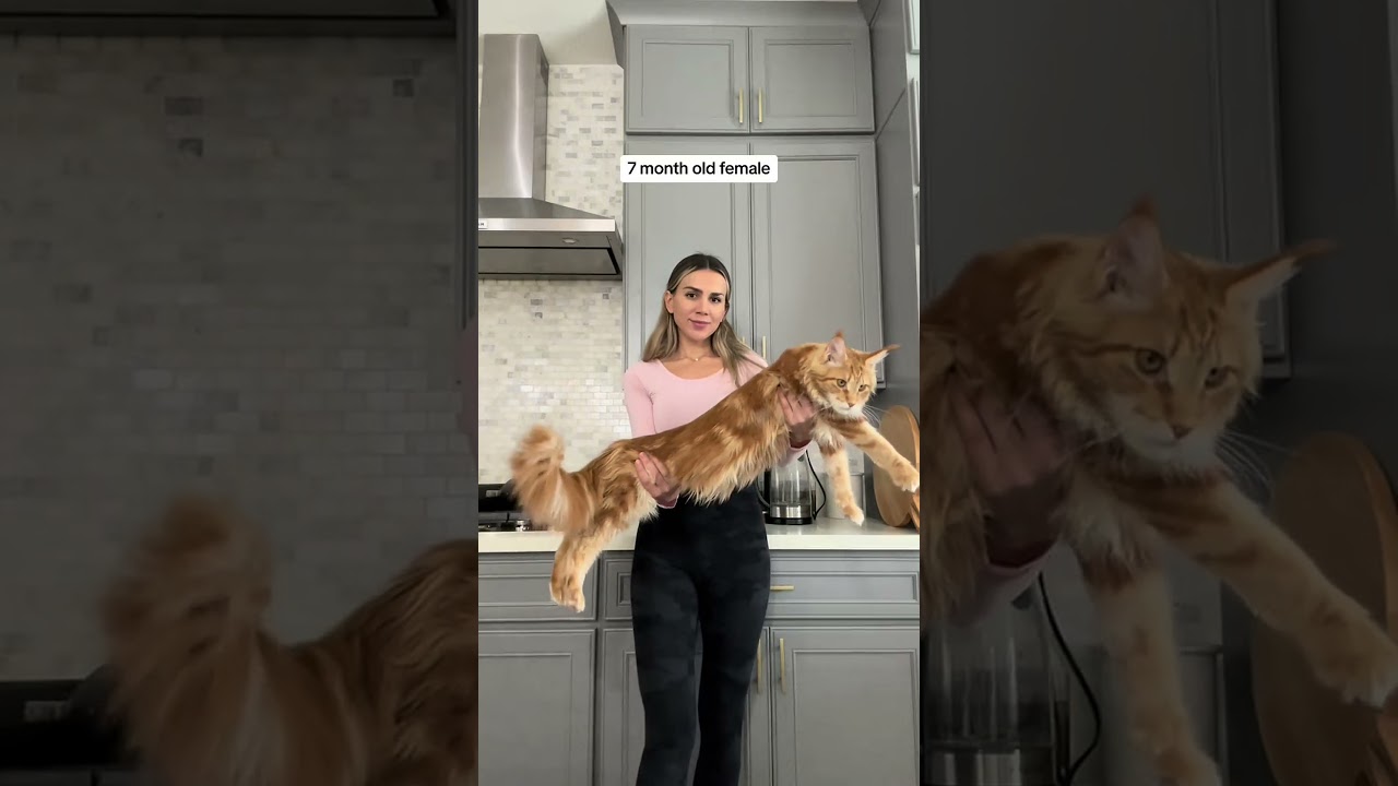 Maine coon cats: gender differences in size & build 
