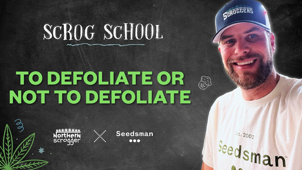 S3 /Ep12- To Defoliate or not to Defoliate   SCROG SCHOOL