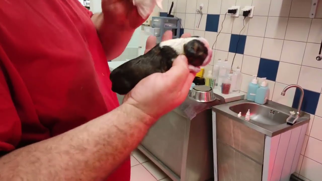 Naissance des chiots: explications pour les débutants étape par étape - Elevage de chiens  - TUTO