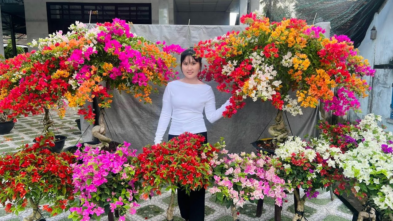 Nhiều Giống Mới #0706961085 Ngọc Bích 6/9 chào bán HOA GIẤY NGŨ SẮC THÁI siêu bông