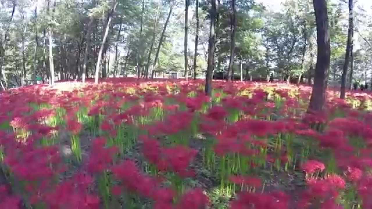 巾着田曼珠沙華公園