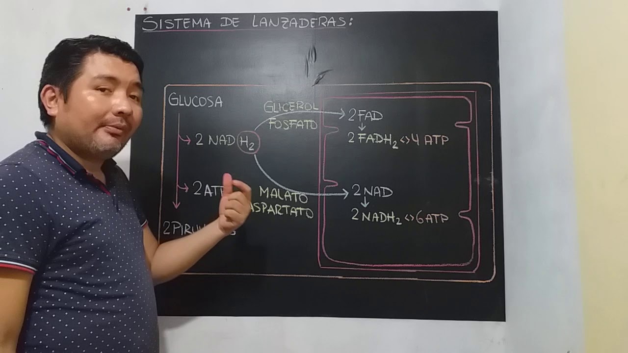 Respiraci&oacute;n celular: Parte 6 - Sistema de Lanzaderas