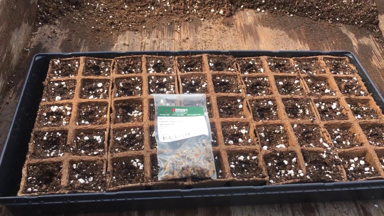 Starting Ginseng