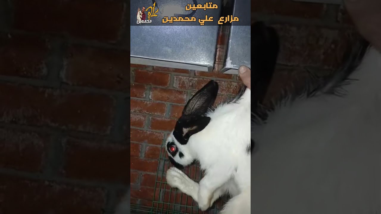 هجين البابيون العملاق من عند احد المتابعين واسمع وصفه للارانب من مزارع علي محمدين