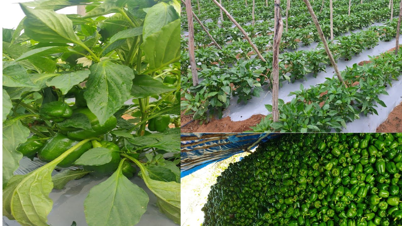 Capsicum Cultivation in Karnataka | Capsicum farming on mulching paper