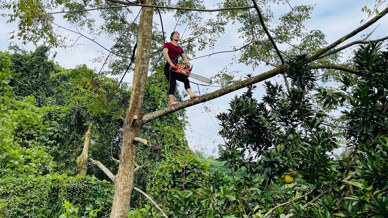 agricultural vehicle transporting wood rural girl rowing tree extremely dangerous