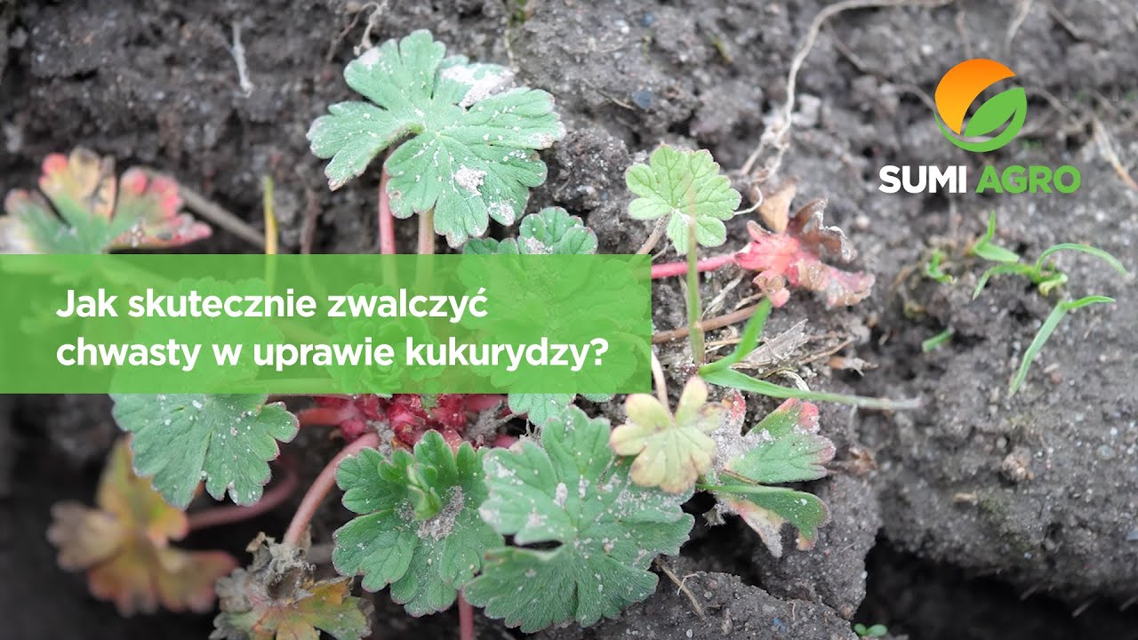 Jak skutecznie zwalczyć chwasty w uprawie kukurydzy?