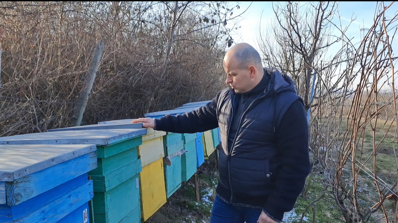 Restartarea unei familii de albine - o metodă excelentă cu multe avantaje