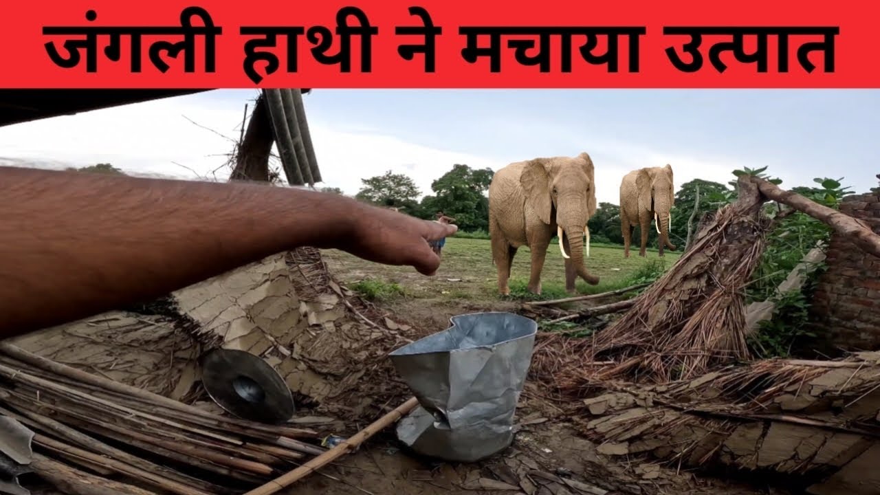 जंगल के किनारे बसे गांव में घरों को कैसे उजाड़ता है हाथी #elephant #katarniyaghat wildlife sanctuary