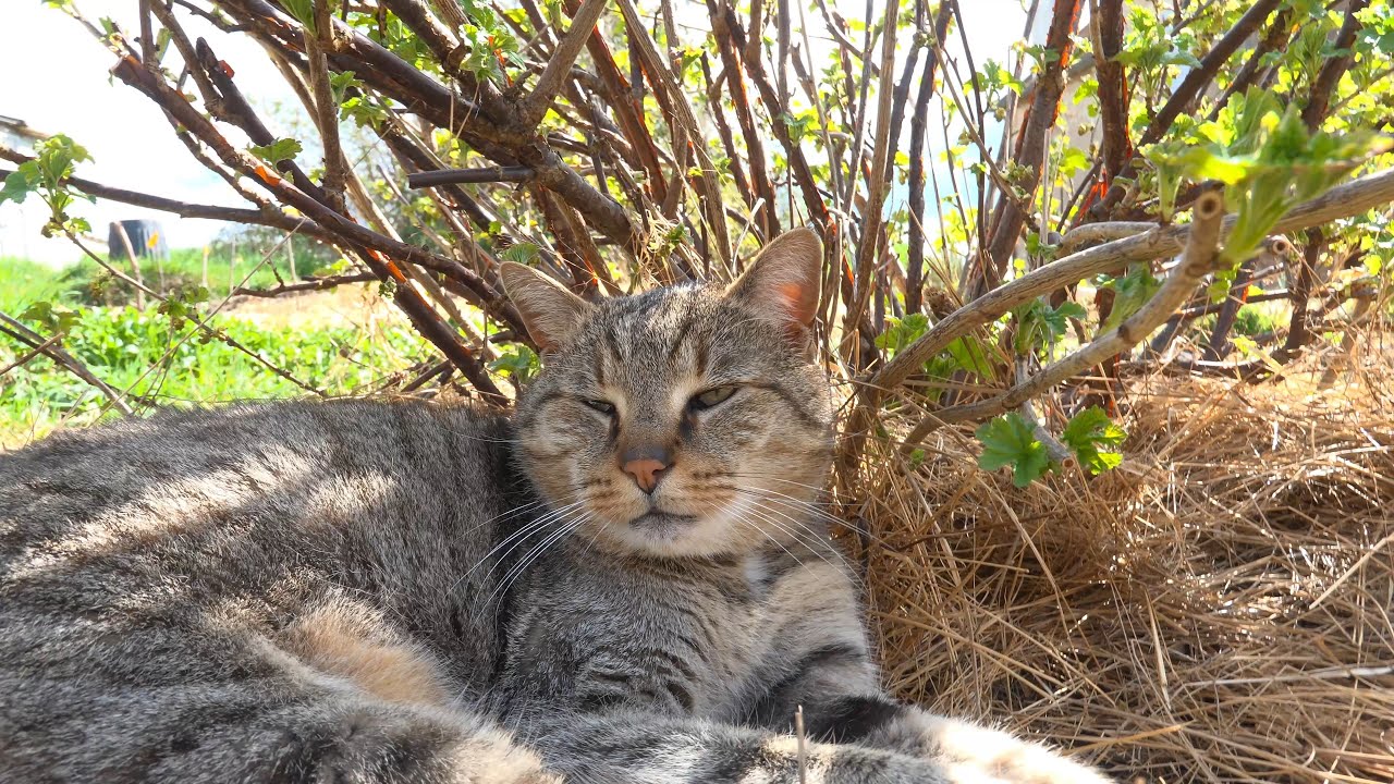 Sony NX800 (SDR) Test