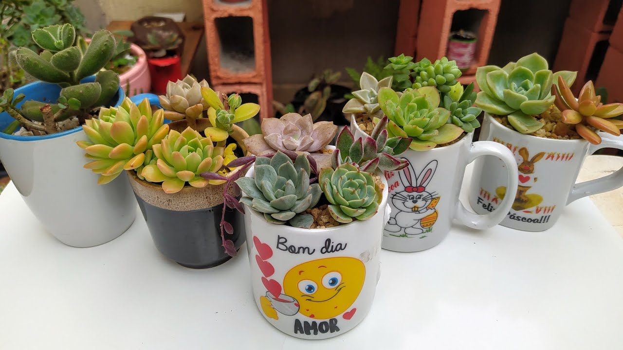 Suculentas na Xícara:/Dicas de como furar e plantar...