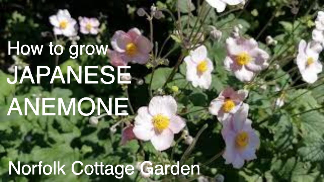 How to grow Japanese Anemone