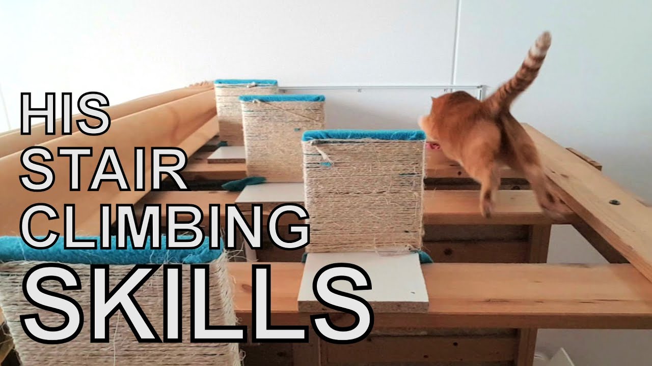 Alvi cat : stair climbing skills - update