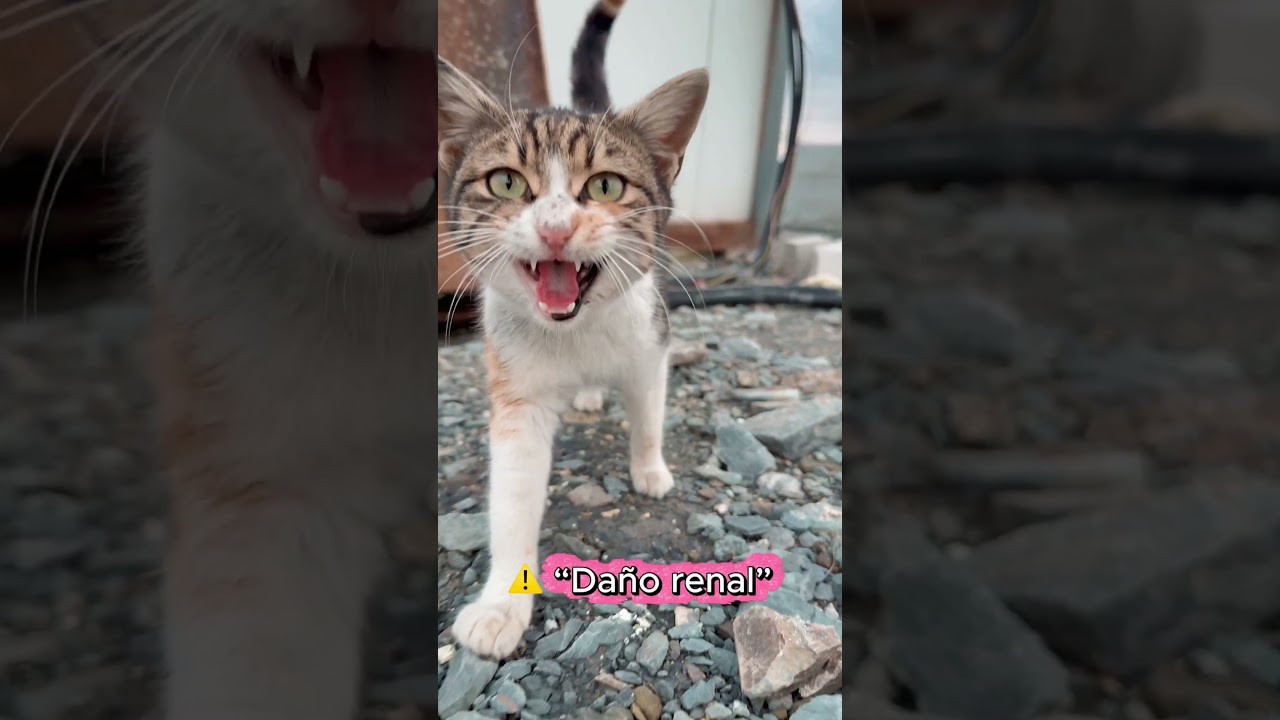 Nunca le des ATÚN enlatado así a tu gato 🐱⚠️